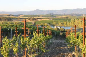 napa valley wine harvest 2025