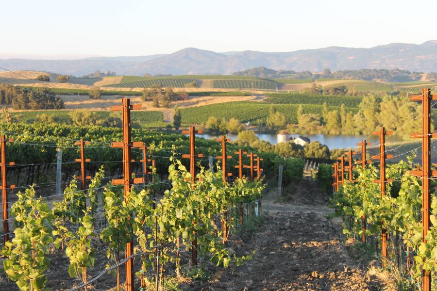 napa valley wine harvest 2025